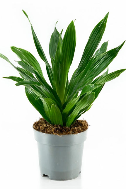 DRACAENA FRAGRANS
