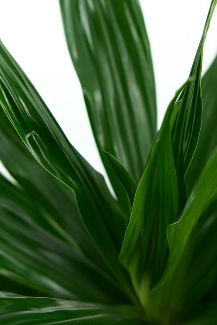 DRACAENA FRAGRANS