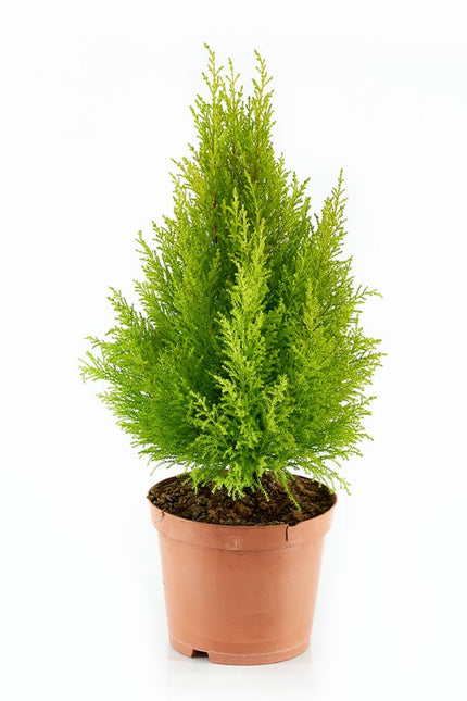 CUPRESSUS WILMA