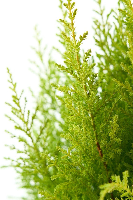 CUPRESSUS WILMA
