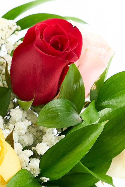 Rosas de colores