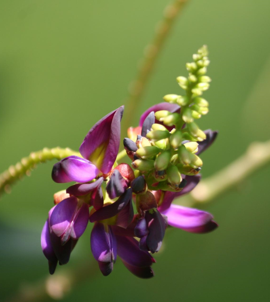 Plantes invasores