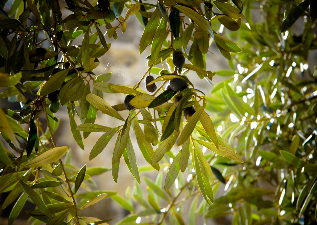 Planta de Baix Consum d’Aigua