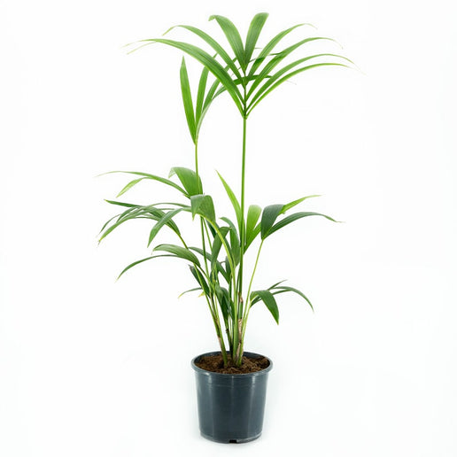 HOWEA FORSTERIANA (KENTIA)