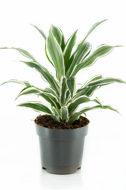 DRACAENA FRAGRANS