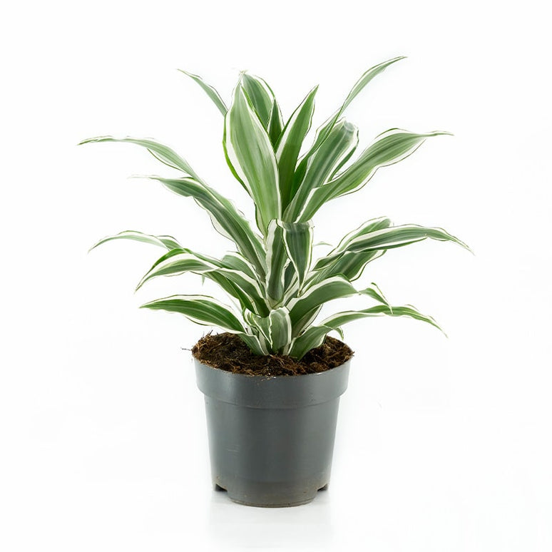 DRACAENA FRAGRANS