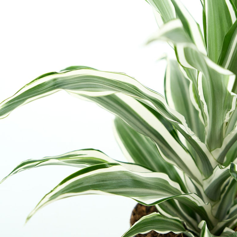 DRACAENA FRAGRANS