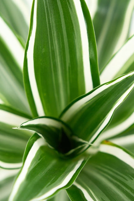 DRACAENA FRAGRANS