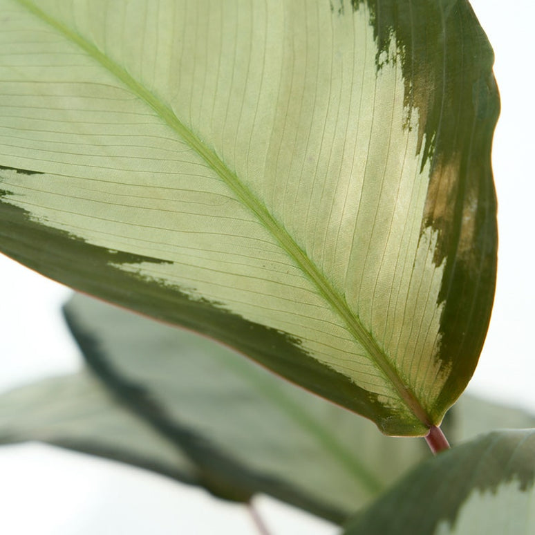 CALATHEA