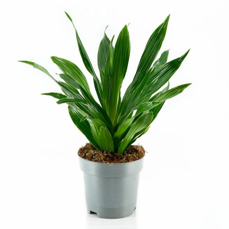 DRACAENA FRAGRANS