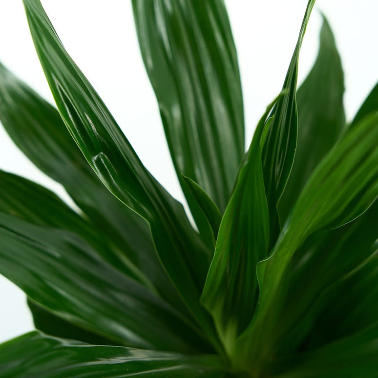 DRACAENA FRAGRANS