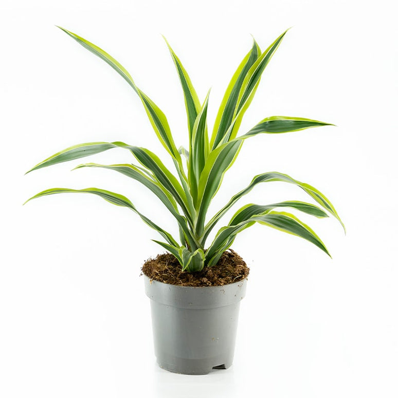 DRACAENA FRAGRANS