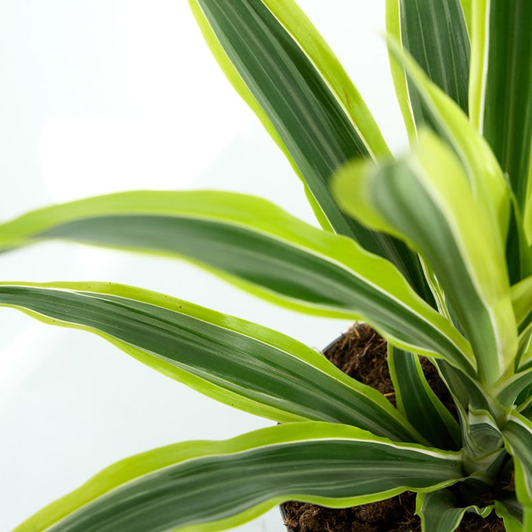 DRACAENA FRAGRANS