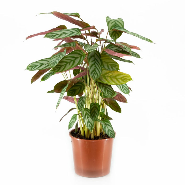 CALATHEA