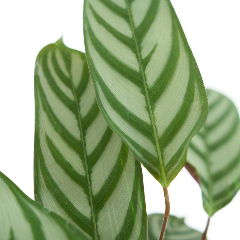 CALATHEA