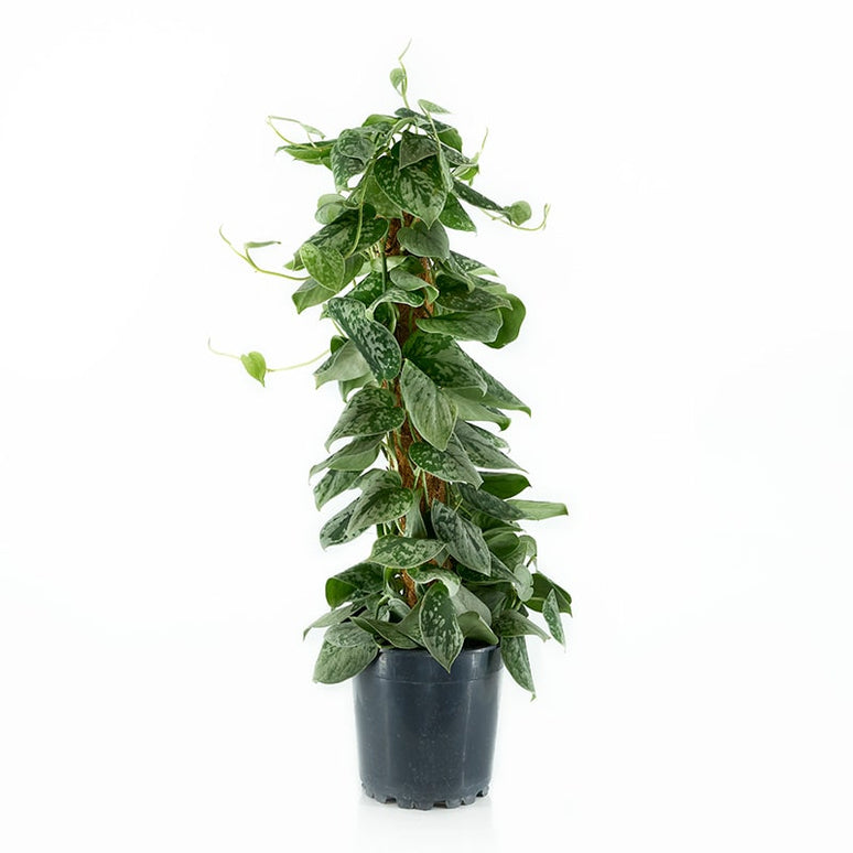 SCINDAPSUS PICTUS SILVERY ANN