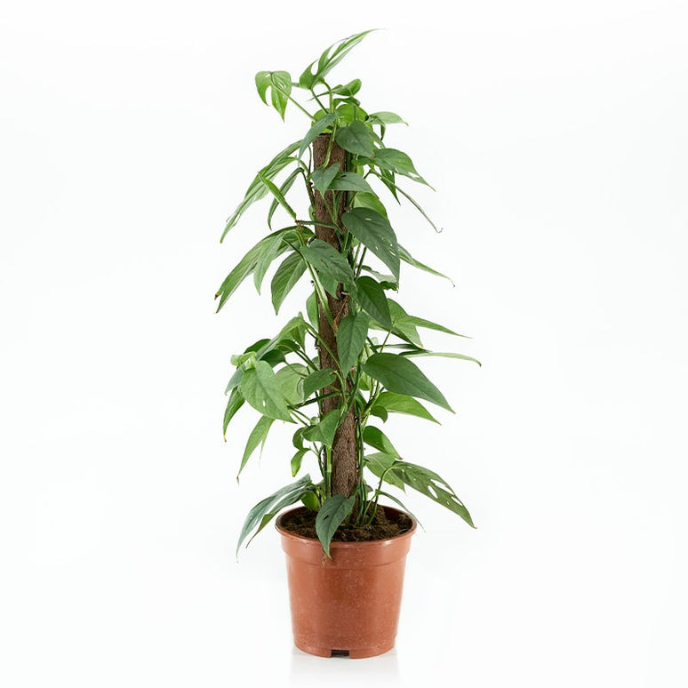 EPIPREMNUM PINNATUM 'CEBU BLUE'