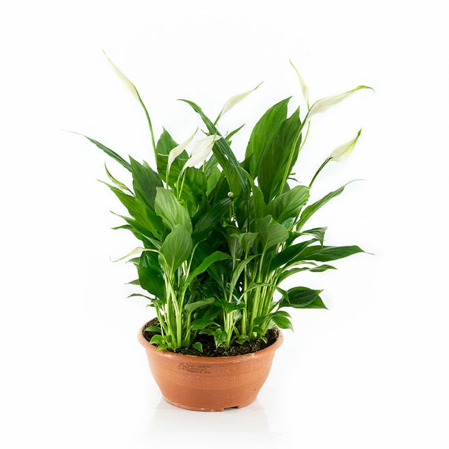 SPATHIPHYLLUM CUPID COMPACTE