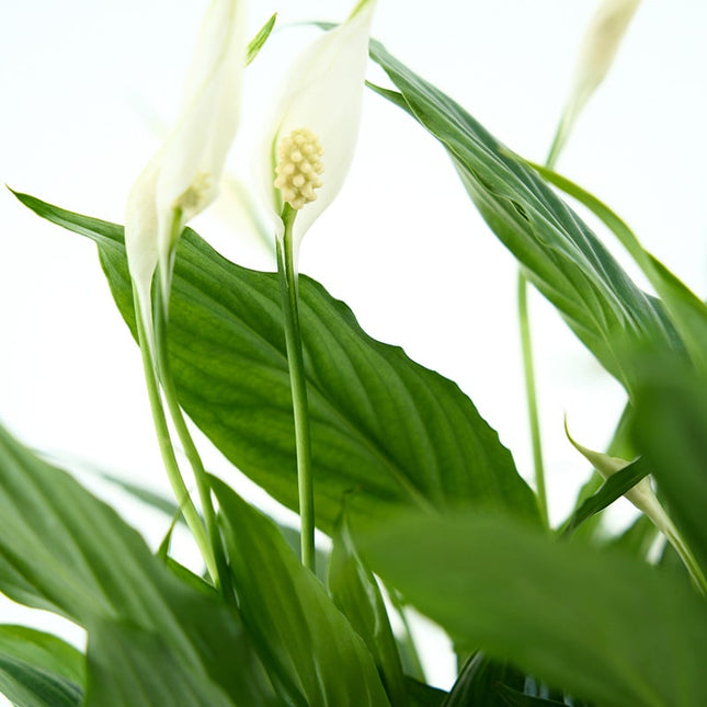 SPATHIPHYLLUM CUPID COMPACTE