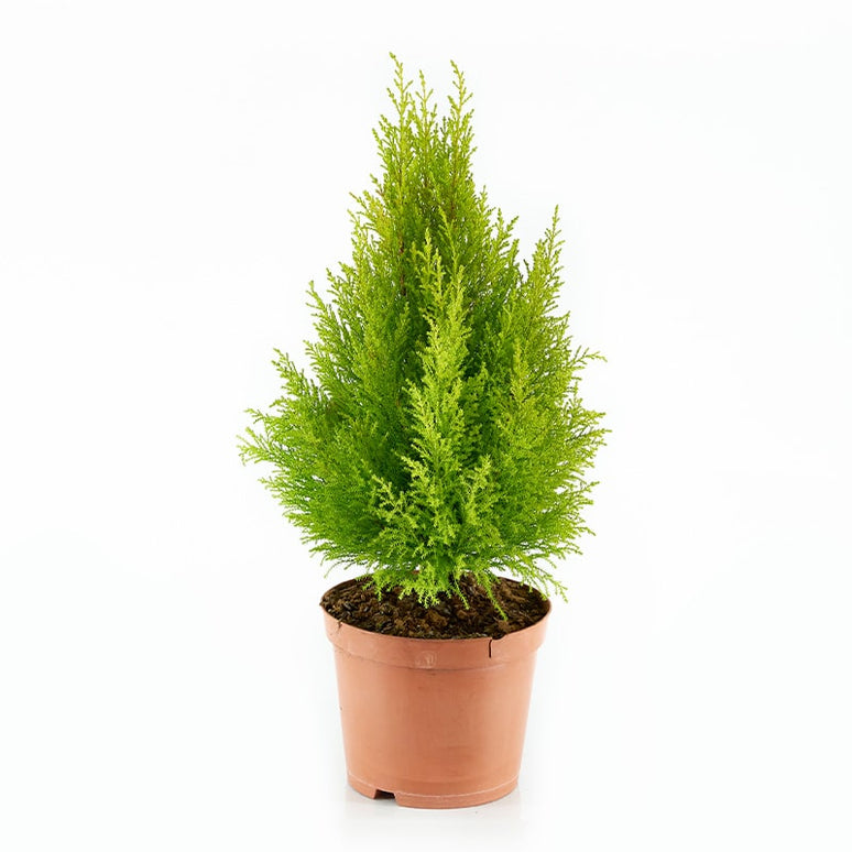 CUPRESSUS WILMA