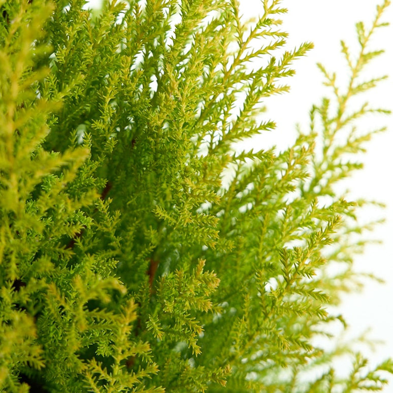 CUPRESSUS WILMA