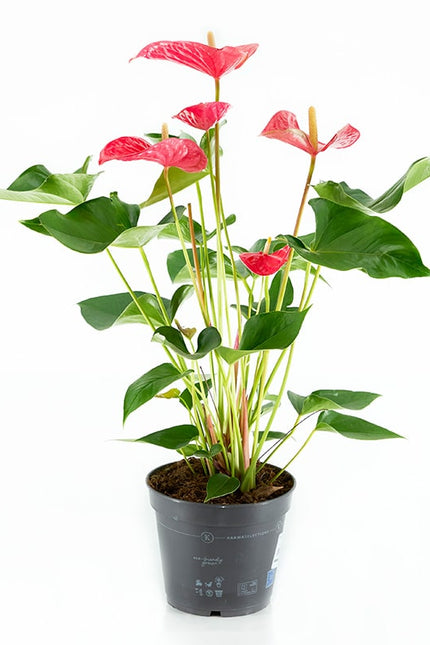 ANTHURIUM (ANDREANUM GRP) XARXA WINNER