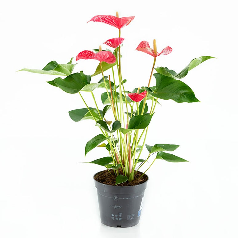 ANTHURIUM (ANDREANUM GRP) XARXA WINNER