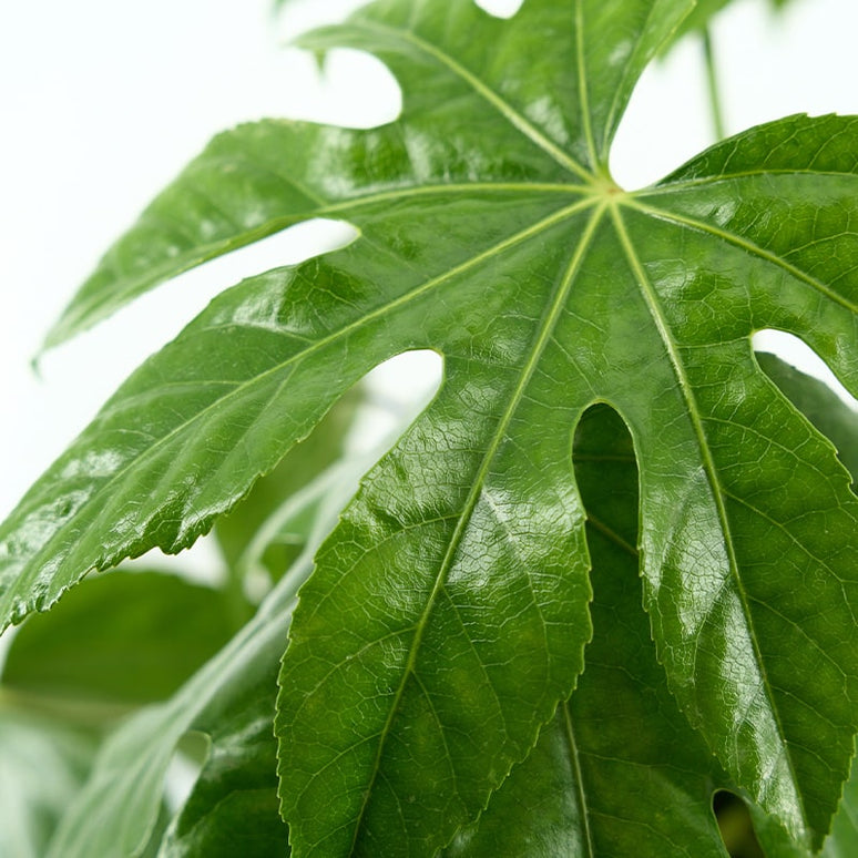 FATSIA JAPÒNICA