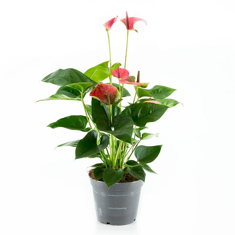 ANTHURIUM (ANDREANUM GRP) PINK EXPLOSION