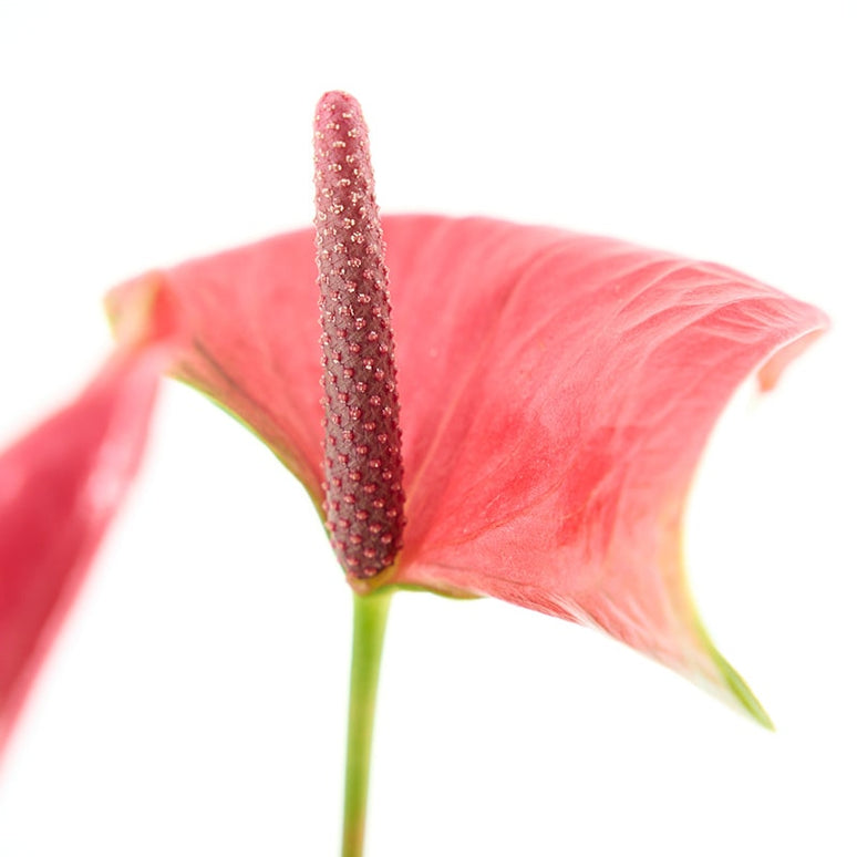 ANTHURIUM (ANDREANUM GRP) PINK EXPLOSIÓ