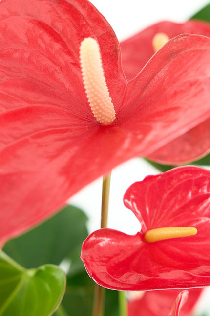 anthurium andreanum red winner ANTHURIUM (ANDREANUM GRP) RED WINNER – Centreverd