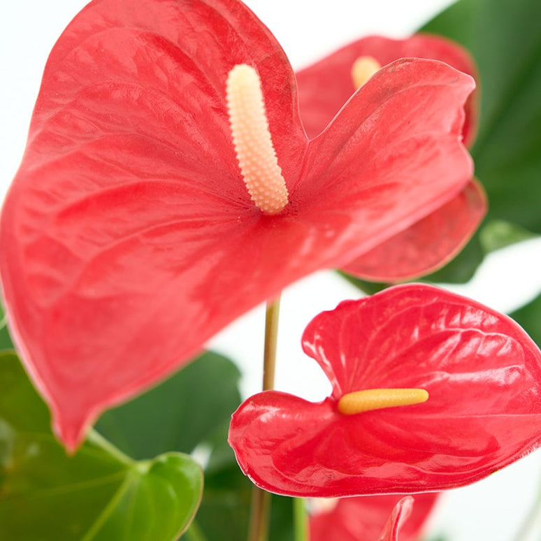 ANTHURIUM (ANDREANUM GRP) XARXA WINNER