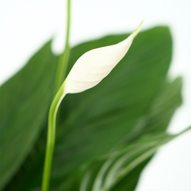 SPATHIPHYLLUM 'CHOPIN'