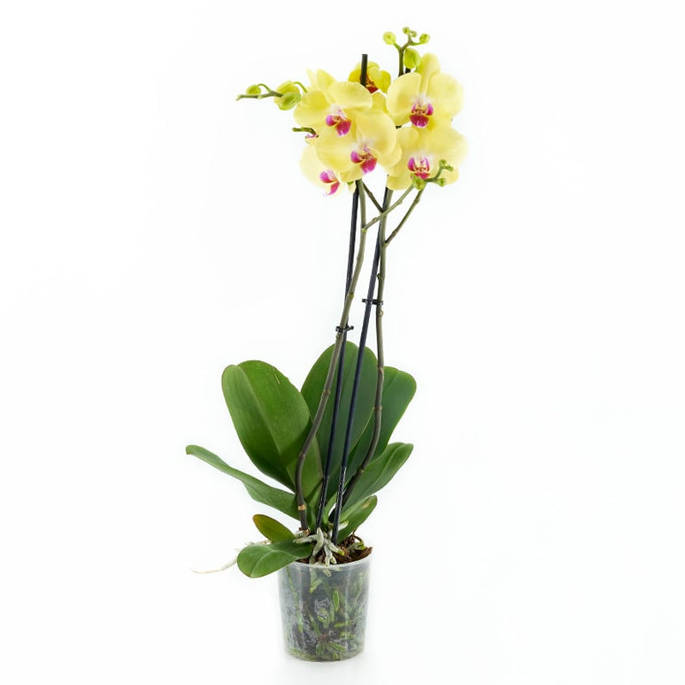 ORQUÍDIA PHALAENOPSIS GROGA