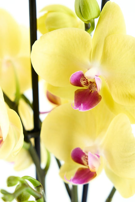 ORQUÍDIA PHALAENOPSIS GROGA
