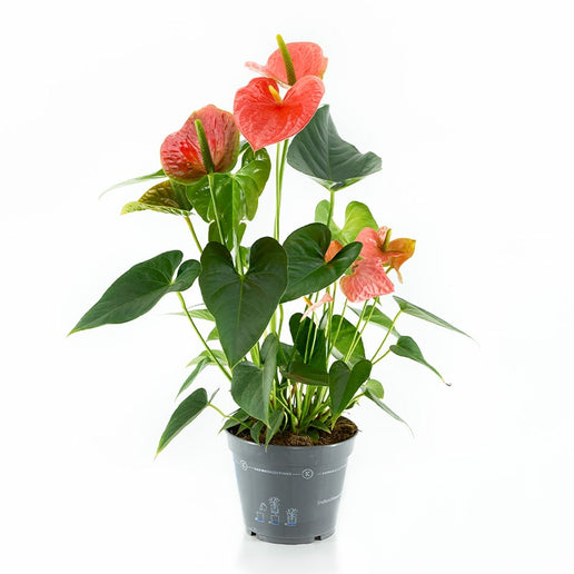 ANTHURIUM (ANDREANUM GRP) PRINCE OF ORANGE