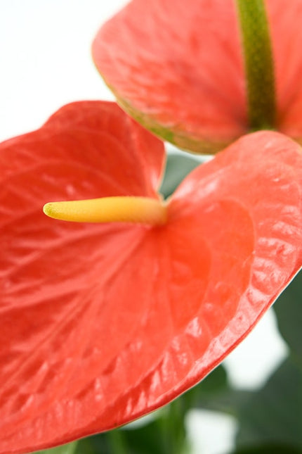 anthurium prince of orange ANTHURIUM (ANDREANUM GRP) PRINCE OF ORANGE – Centreverd