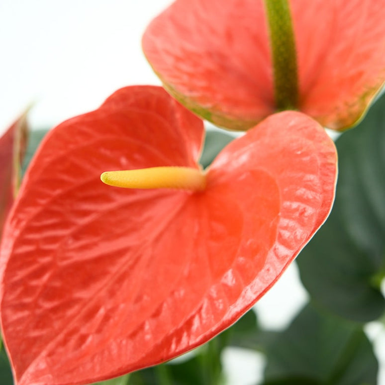 ANTHURIUM (ANDREANUM GRP) PRINCE OF ORANGE