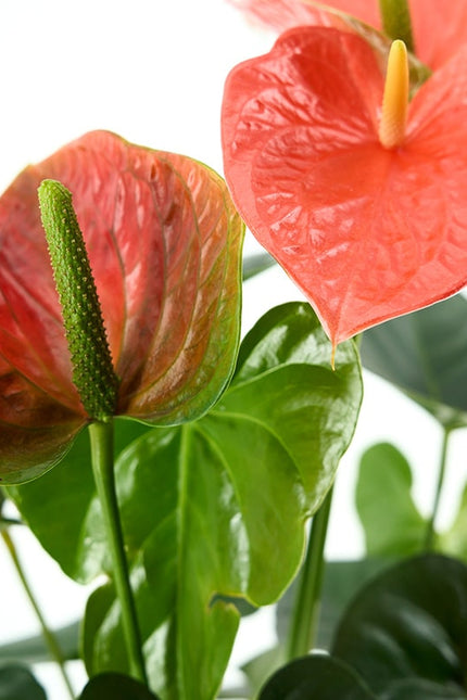 ANTHURIUM (ANDREANUM GRP) PRINCE OF ORANGE