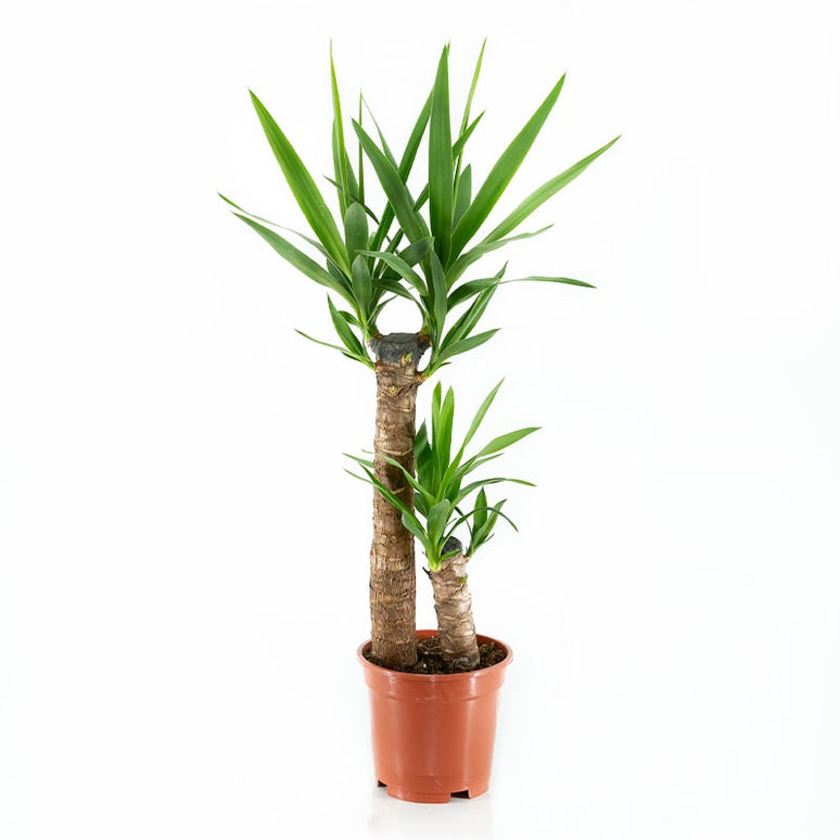YUCCA ELEPHANTIPES