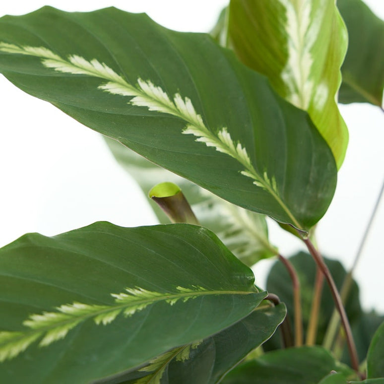 CALATHEA