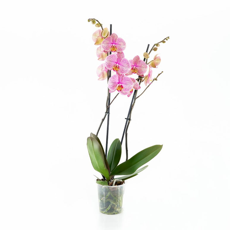 ORQUÍDIA PHALAENOPSIS LILA