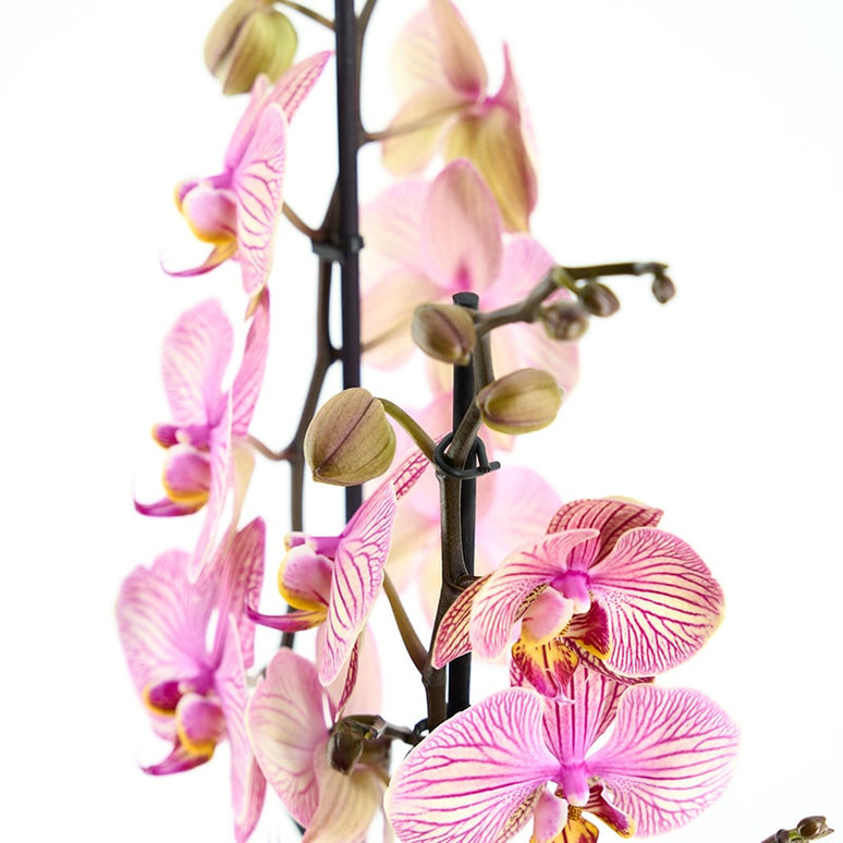 ORQUÍDIA PHALAENOPSIS LILA