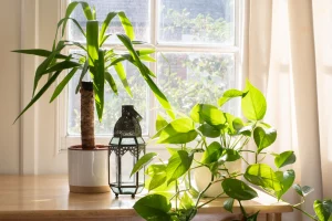 Plantes interior resitents